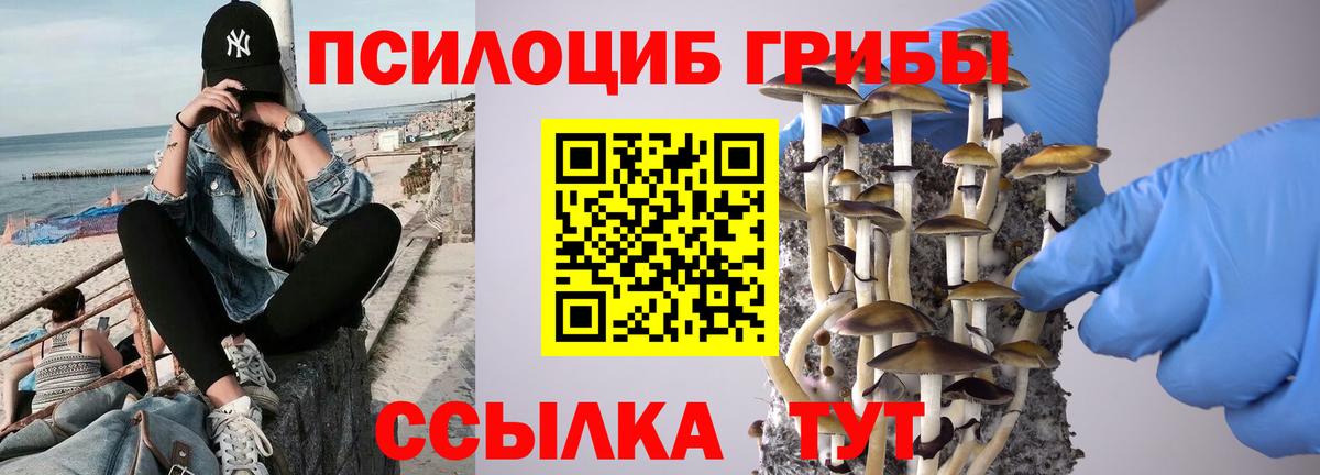 Псилоцибиновые грибы Psilocybe Ессентуки